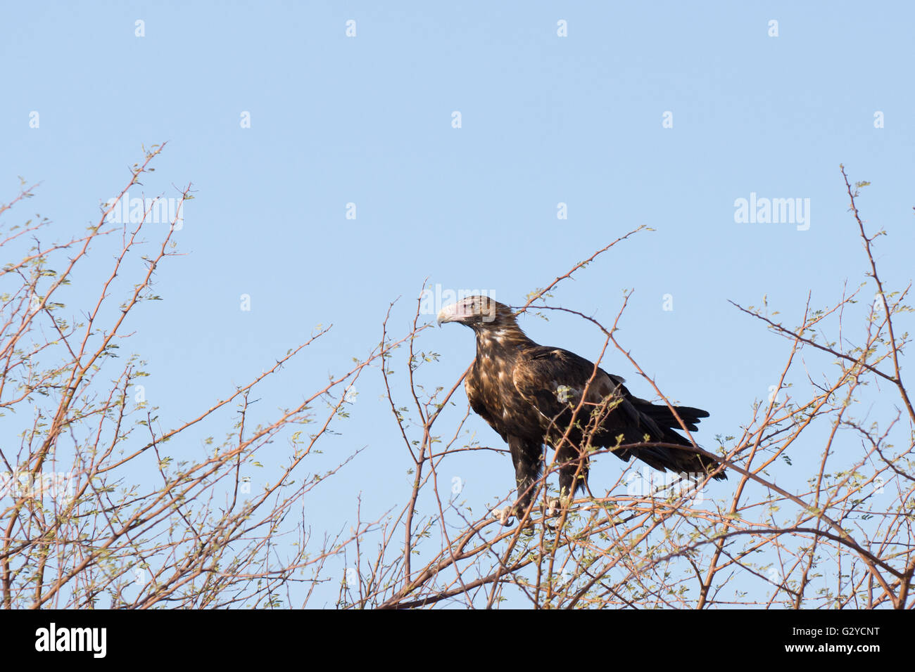 Wedge tailed eagle hi-res stock photography and images - Alamy
