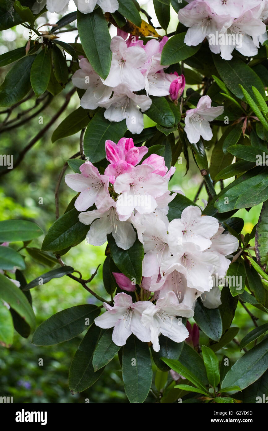Rhododendron 'Halopeanum' flowers in Spring. Stock Photo