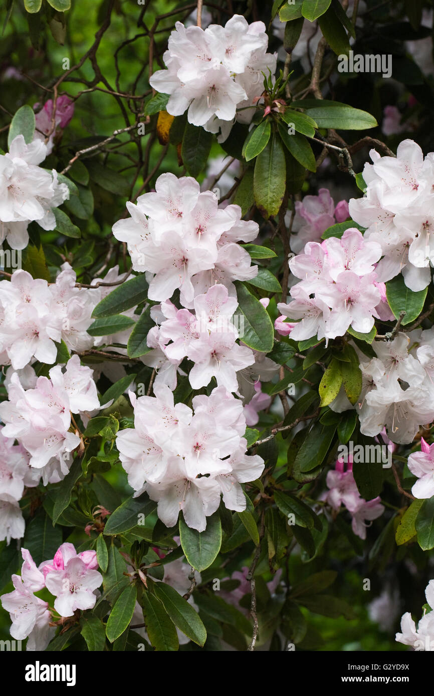 Rhododendron 'Halopeanum' flowers in Spring. Stock Photo