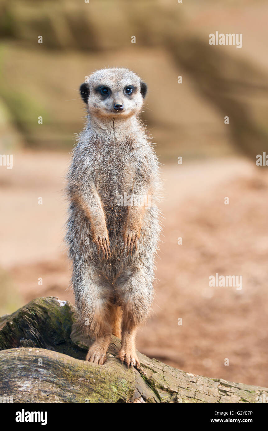 Nervous meerkat Stock Photo