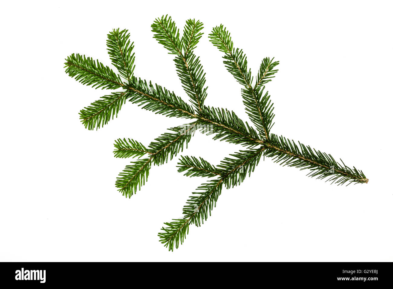 Border green fir branches Cut Out Stock Images & Pictures - Alamy