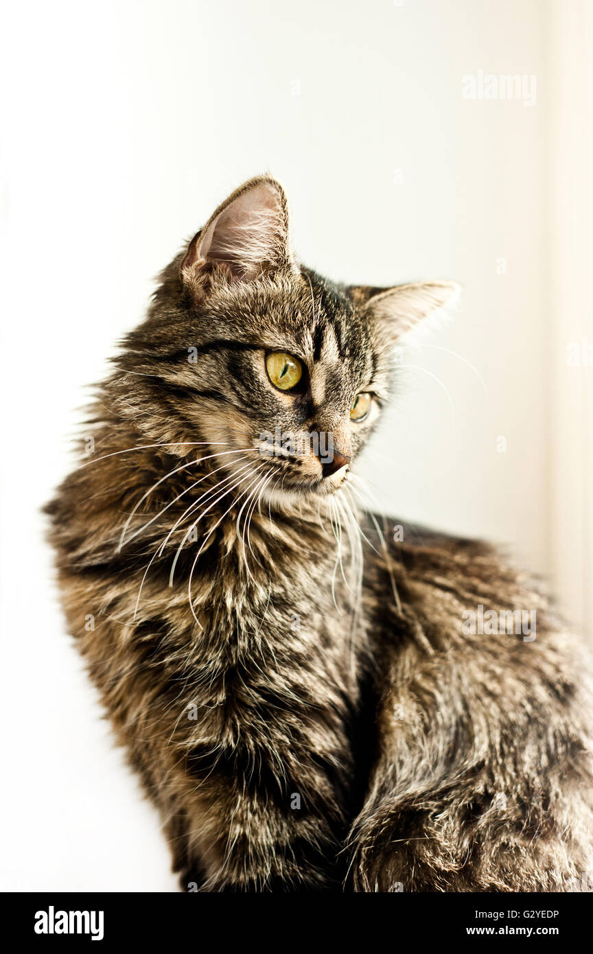 domestic cat portrait Stock Photo - Alamy