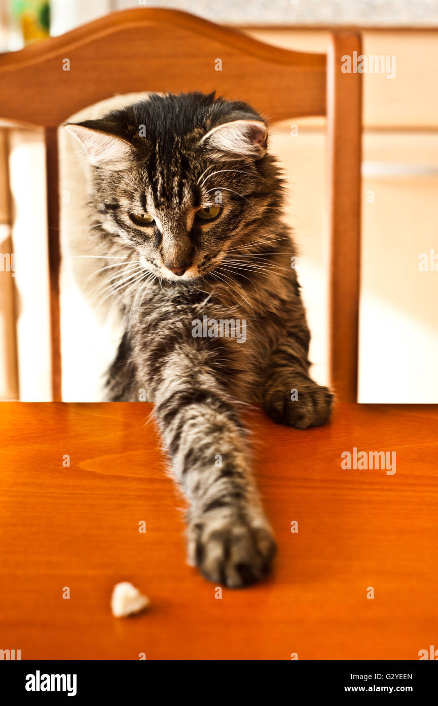 cat sitting at the table and reaching for a piece of bread Stock Photo