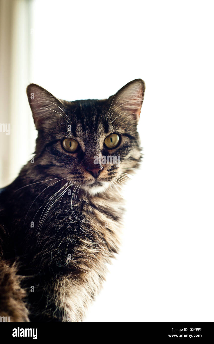 tabby cat portrait Stock Photo