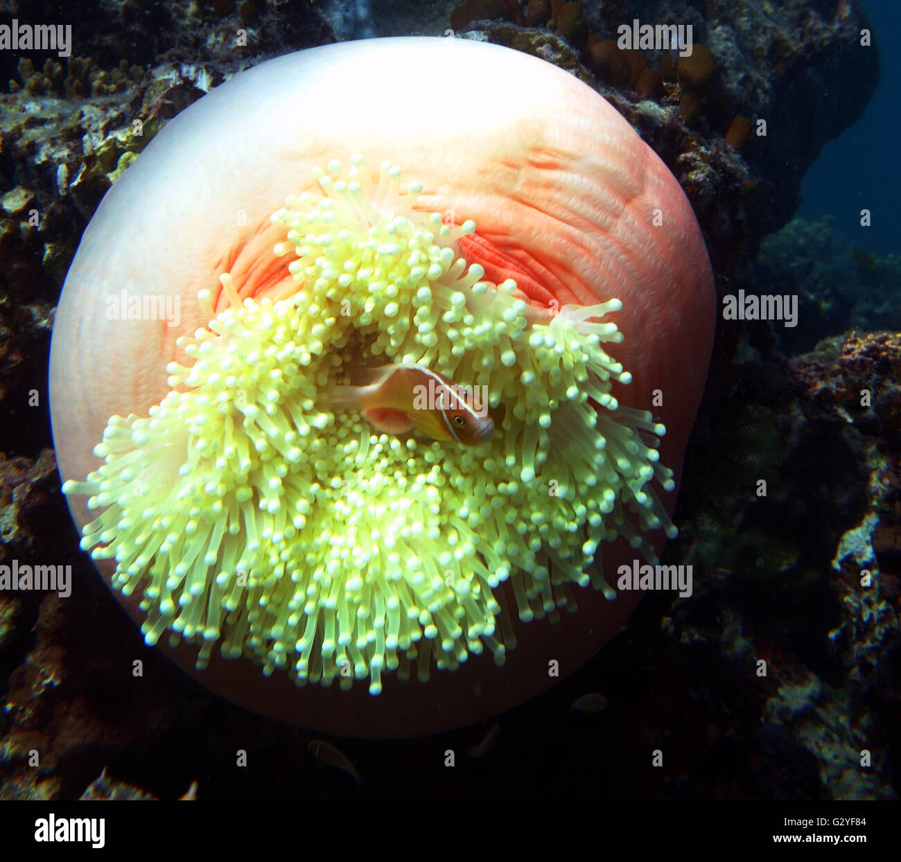 4 June 2016 - Great Barrier Reef, Australia - In the aftermath of this year's worst-ever coral bleaching event for the Great Barrier Reef, a clownfish family persist with inhabiting a bleached anemone host in Watson's Bay, Lizard Island, Great Barrier Reef, Queensland, Australia. Stock Photo