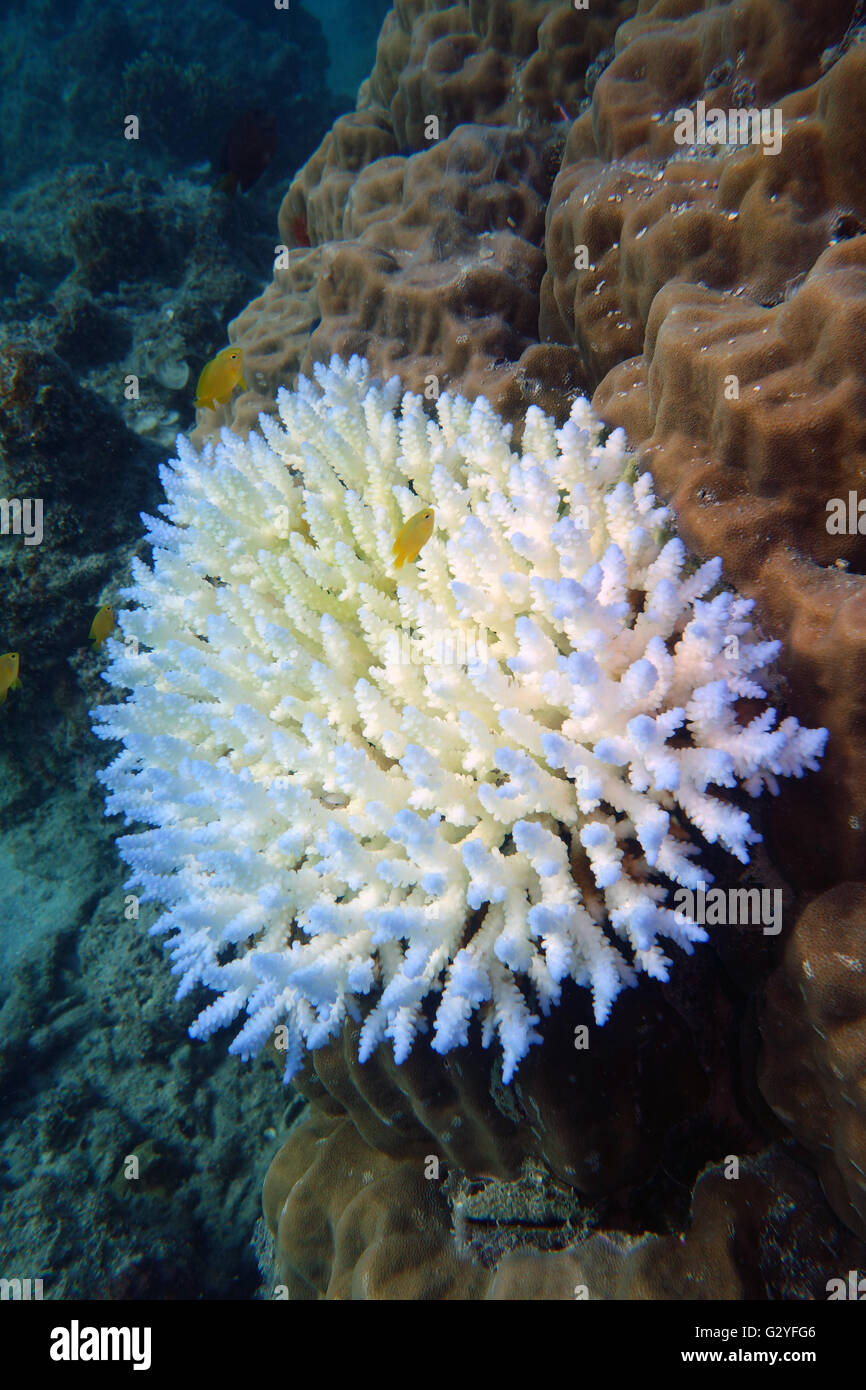 4 June 2016 - Great Barrier Reef, Australia - In the aftermath of this year's worst-ever coral bleaching event for the Great Barrier Reef, a bleached coral (Acropora sp.) colony that has not yet died and may recover, in Watson's Bay, Lizard Island, Great Barrier Reef, Queensland, Australia Stock Photo