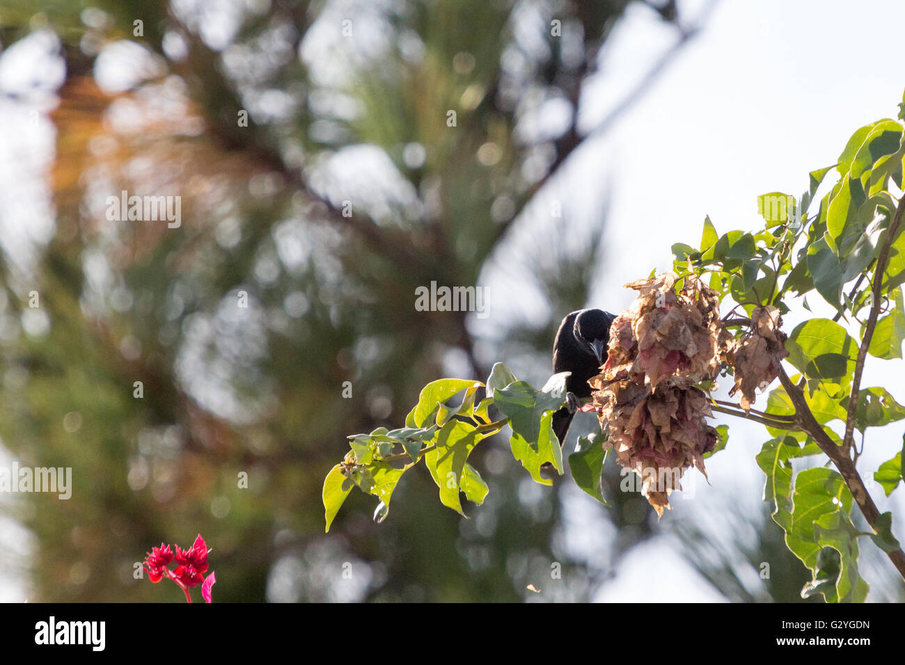 Asuncion, Paraguay. 4th Jun, 2016. Chopi blackbird (Gnorimopsar chopi) perches on purple bougainvillea or 'Santa Rita' ornamental vine branch, is seen during sunny day in Asuncion, Paraguay. Credit: Andre M. Chang/ARDUOPRESS/Alamy Live News Stock Photo