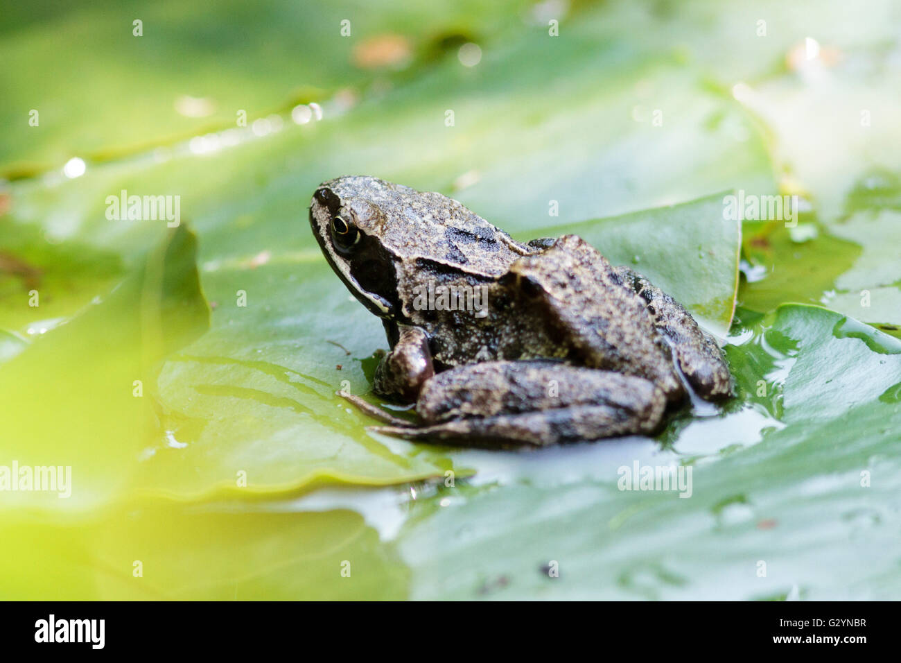 5th June 2016. UK weather.  A Common Frog (Rana temporaria) cools off amongst the shade of lily pads in a garden wildlife pond in East Sussex, UK. Credit:  Ed Brown/Alamy Live News Stock Photo