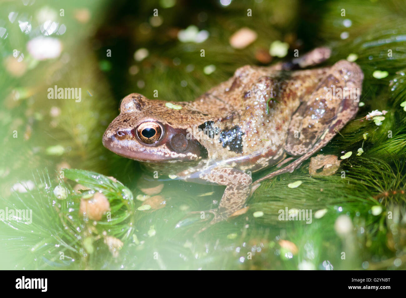 5th June 2016. UK weather.  A Common Frog (Rana temporaria) cools off amongst the shade of lily pads in a garden wildlife pond in East Sussex, UK. Credit:  Ed Brown/Alamy Live News Stock Photo
