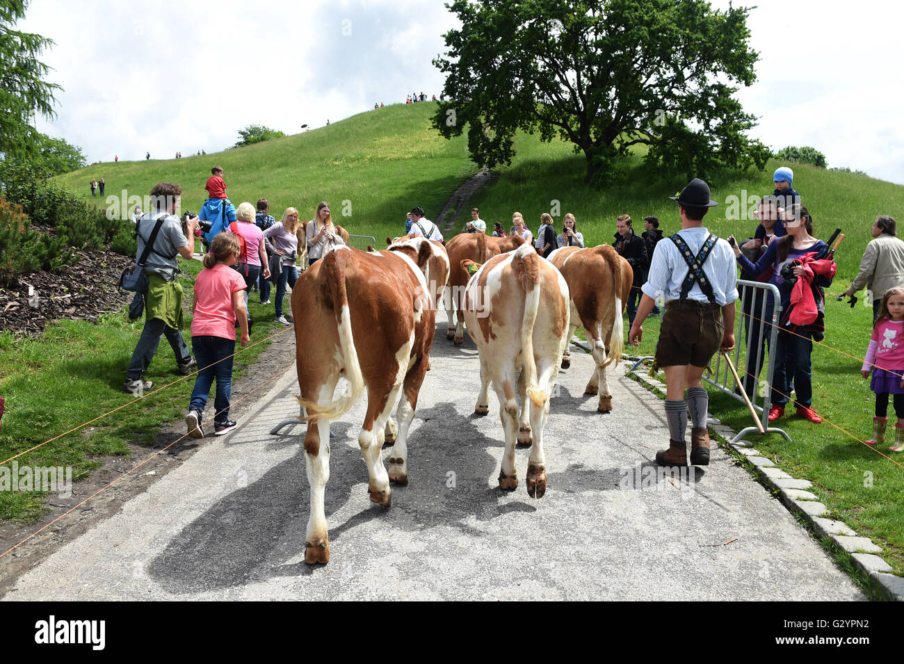 Munich, Germany. 05th June, 2016. Cows are driven up the Olympiaberg ...