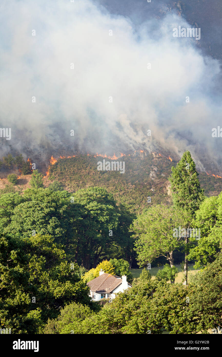 Conwy, North Wales, UK. 5th June 2016. UK Weather – High temperatures recorded over North Wales have resulted in heather fires on Alltwen mountain, near Dwygyfylchi. North Wales Fire Service remain on the mountain tackling the spread and fears are that houses may have to be evacuated. Stock Photo