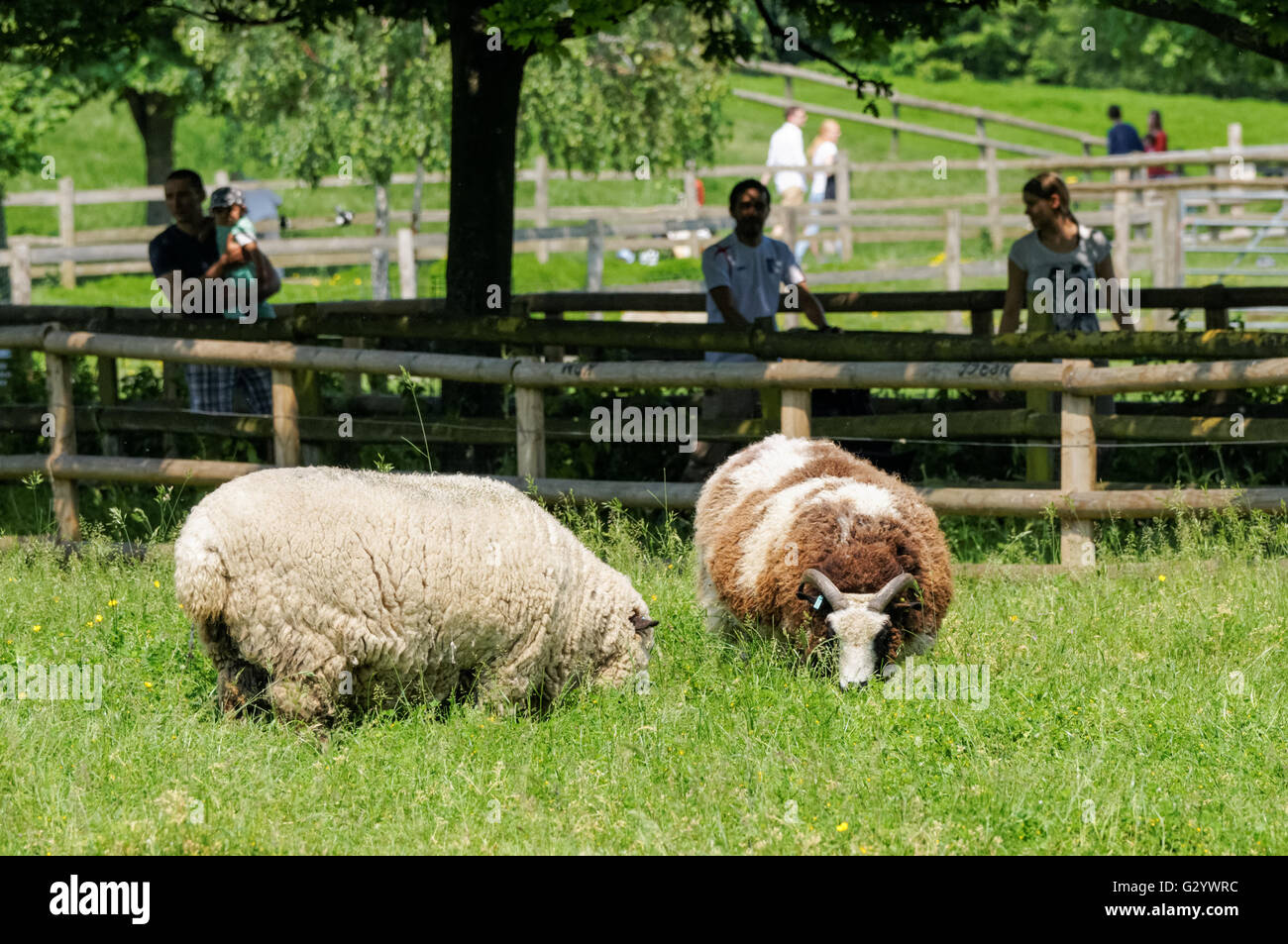 People enjoying sunny weather at Mudchute Farm, London England United Kingdom UK Stock Photo