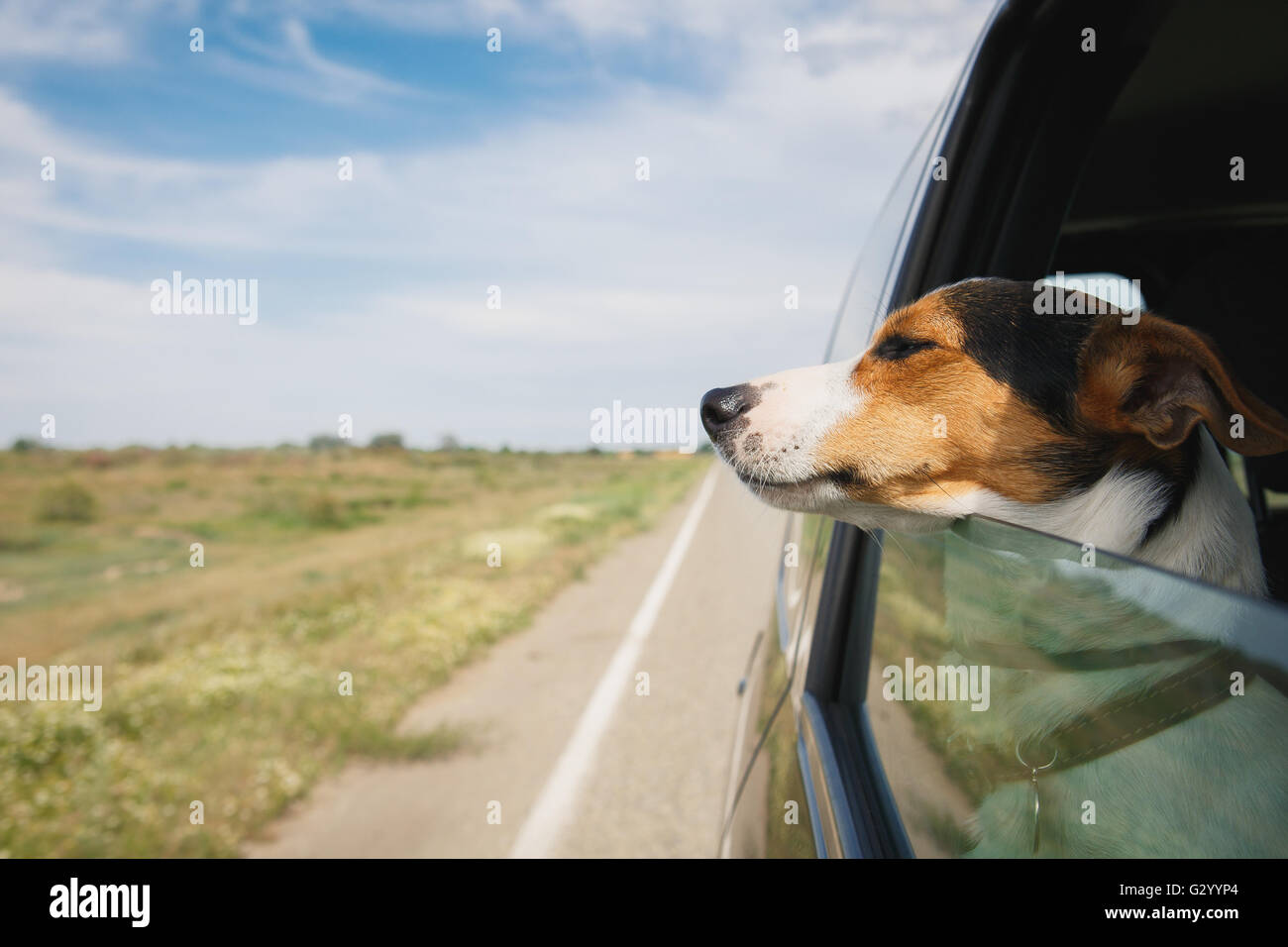 the dog rides in the car Stock Photo Alamy