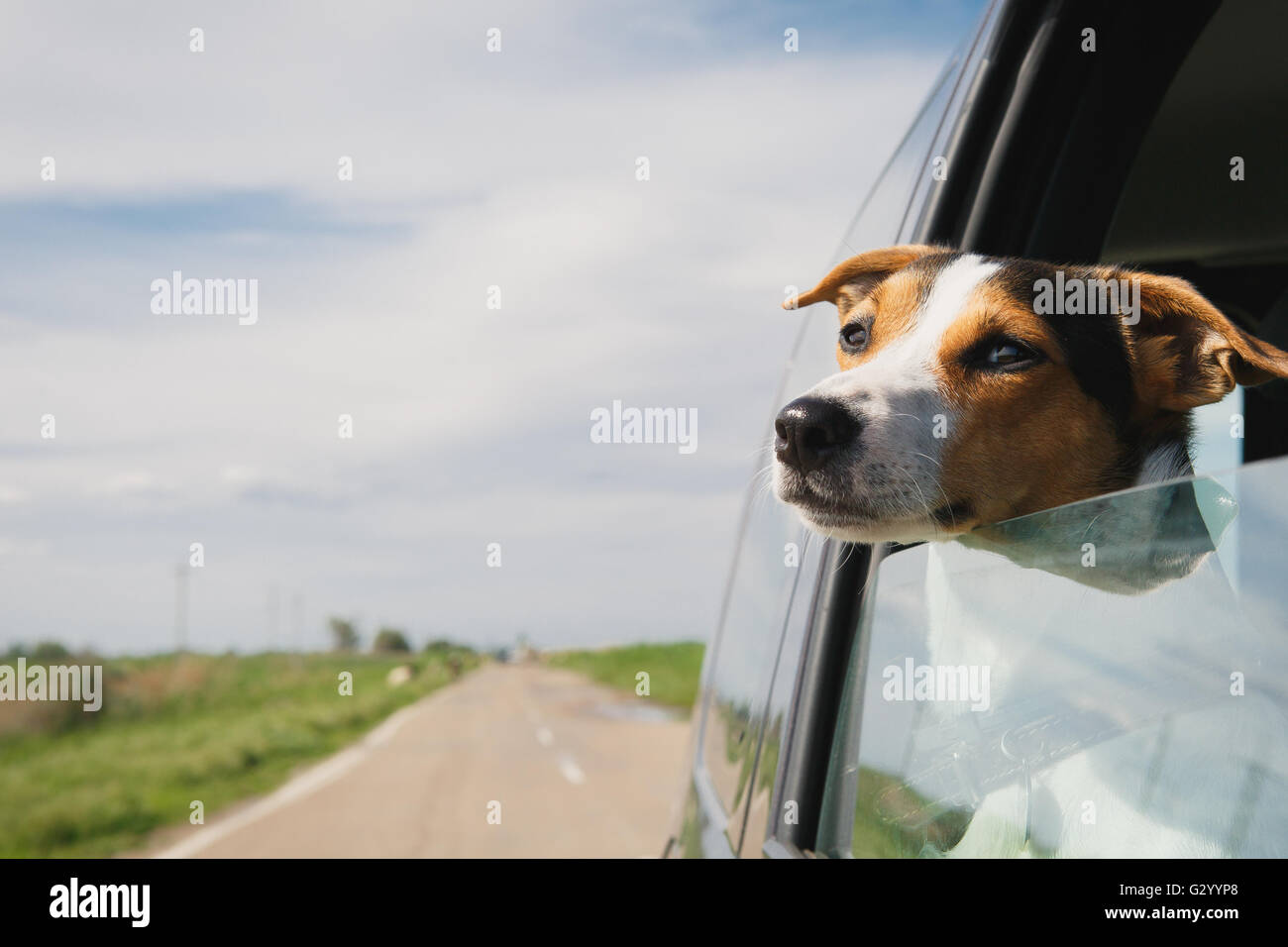 the dog rides in the car Stock Photo Alamy