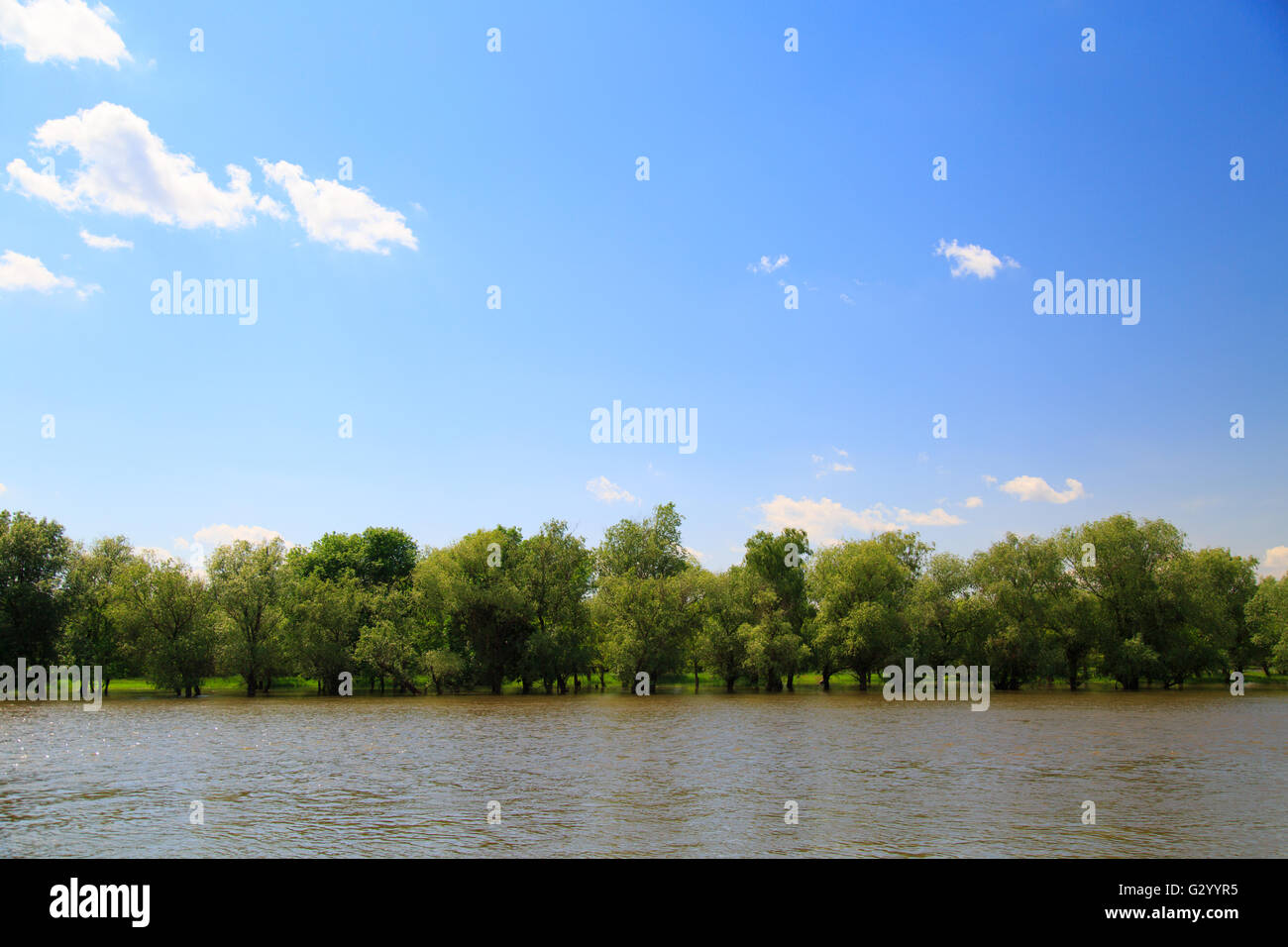 trees on the river Bank Stock Photo - Alamy