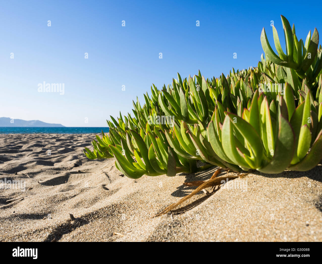 Ice Plant Stock Photo