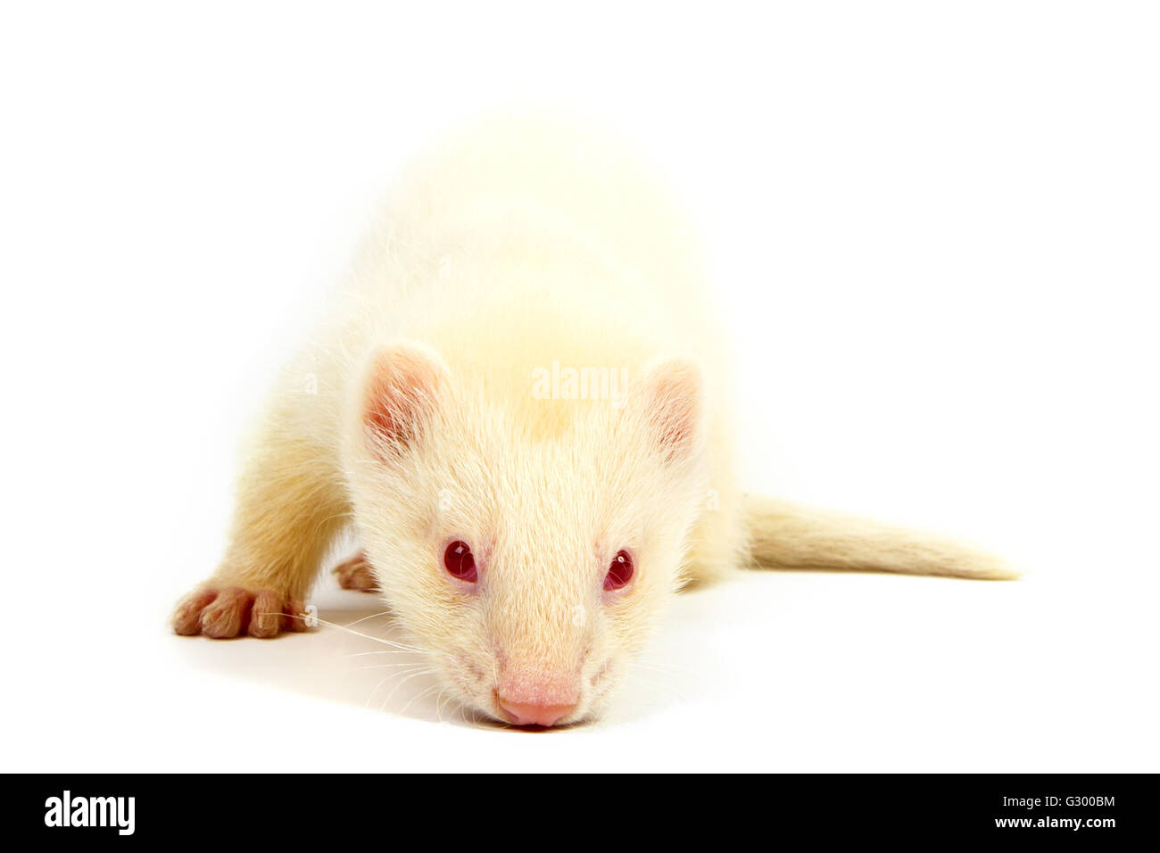 Albino ferret, lying on a white background Isolated on white background Stock Photo