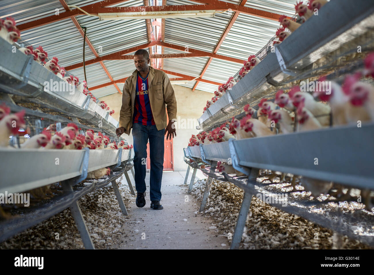 Collecting eggs in the Neudamm farm, Namibia, which are then washed