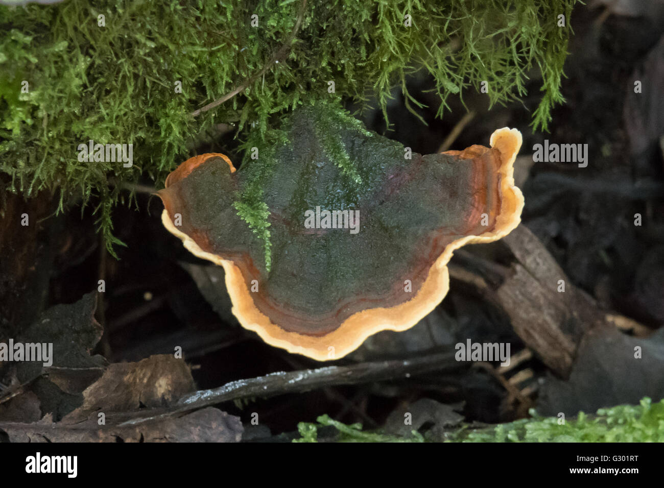 Stereum rugosum, Bleeding Broadleaf Crust in Kinglake NP, Victoria, Australia Stock Photo