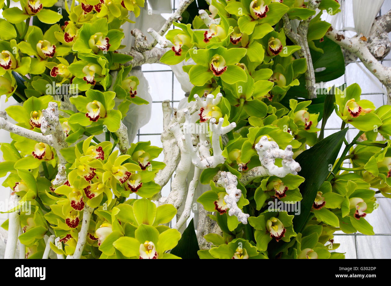 Green Cymbidium orchids in orchid display in Keukenhof gardens, 2016 Stock Photo
