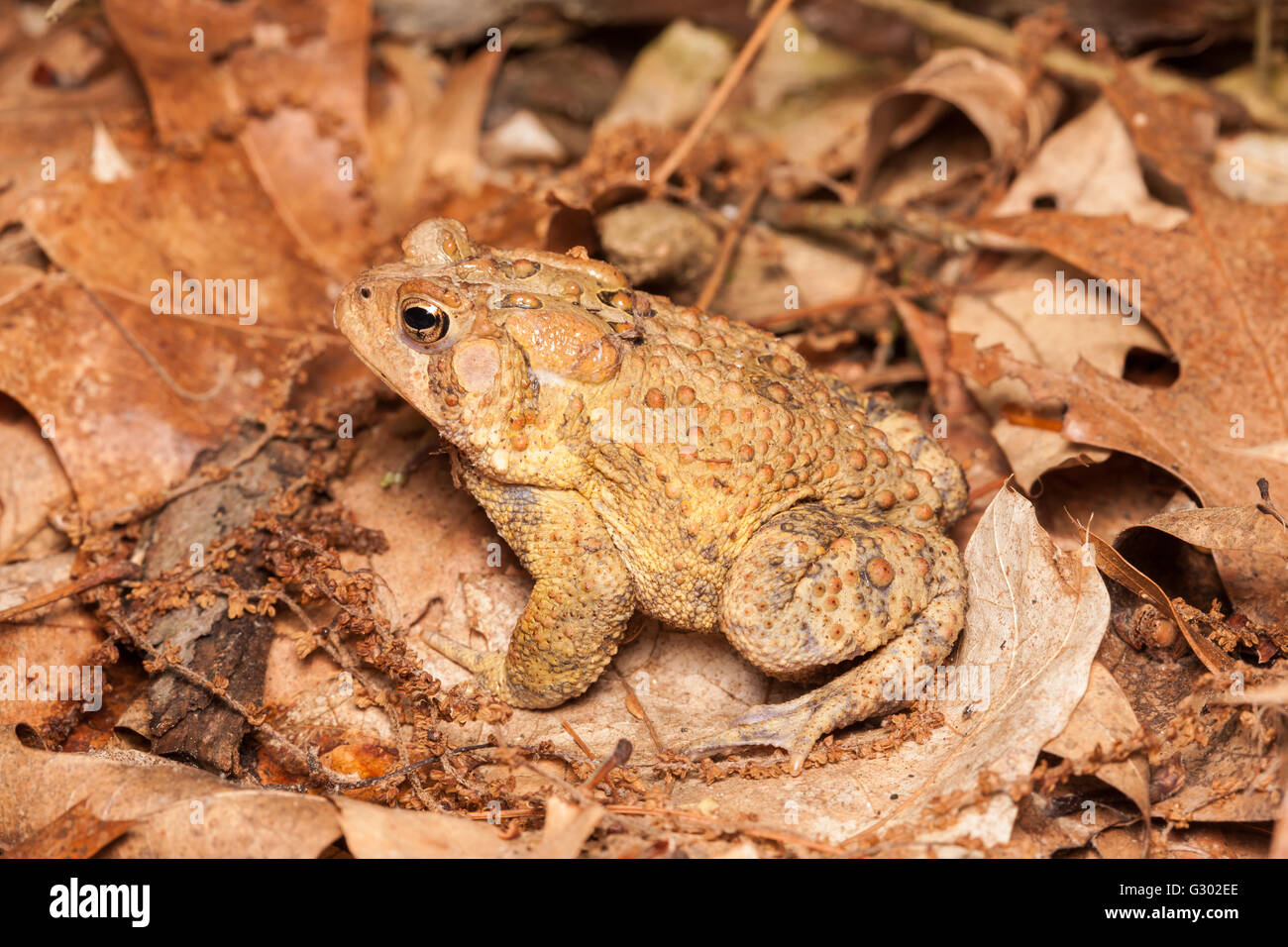 An American Toad, subspecies Eastern American Toad (Anaxyrus americanus americanus), sits among dead leaves on the ground in a woodlands habitat. Stock Photo