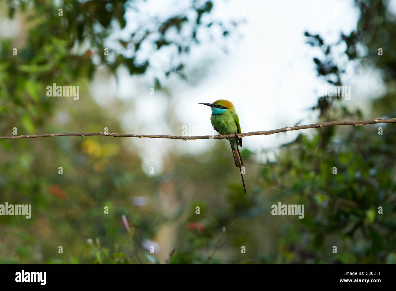 Sri Lanka, wildlife, Yala National Park, Green Bee Eater, Merops orientalis Stock Photo