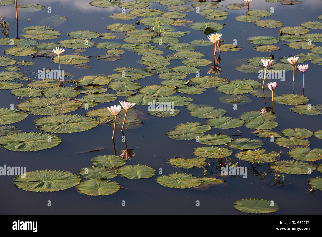 Wetland flowers hires stock photography and images Alamy