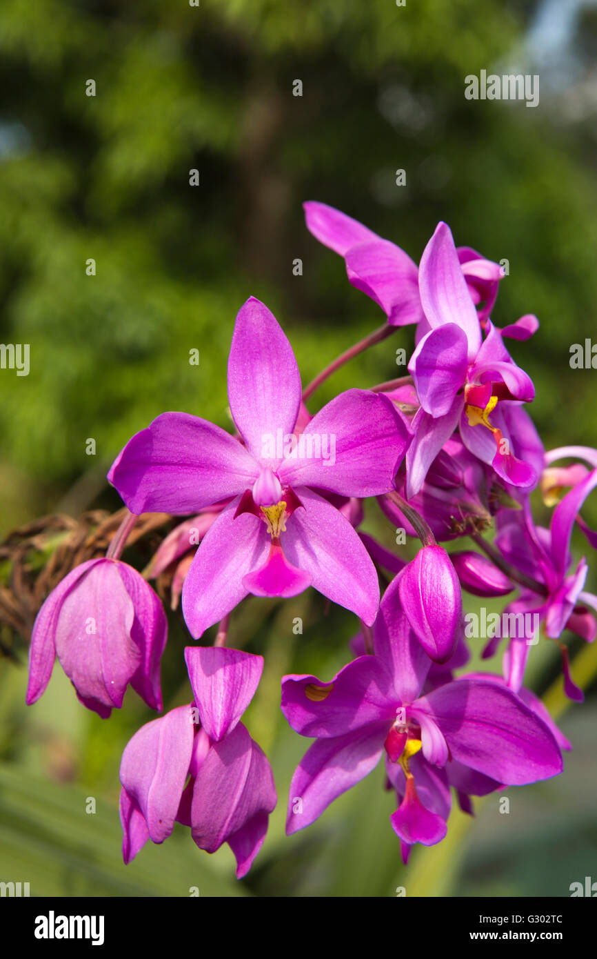 Sri Lanka, Ella, purple orchids growing in garden of CHC Ella Rest House Stock Photo