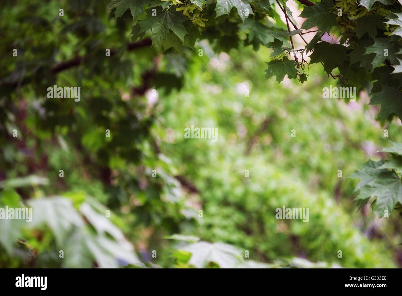 Sunny Maple in the wind. Blurred image, shallow depth of field. Frame and maple branches. Stock Photo
