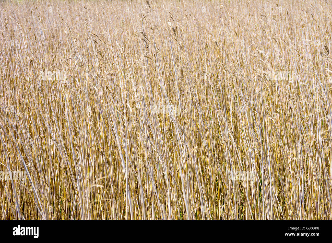 REED BED Stock Photo