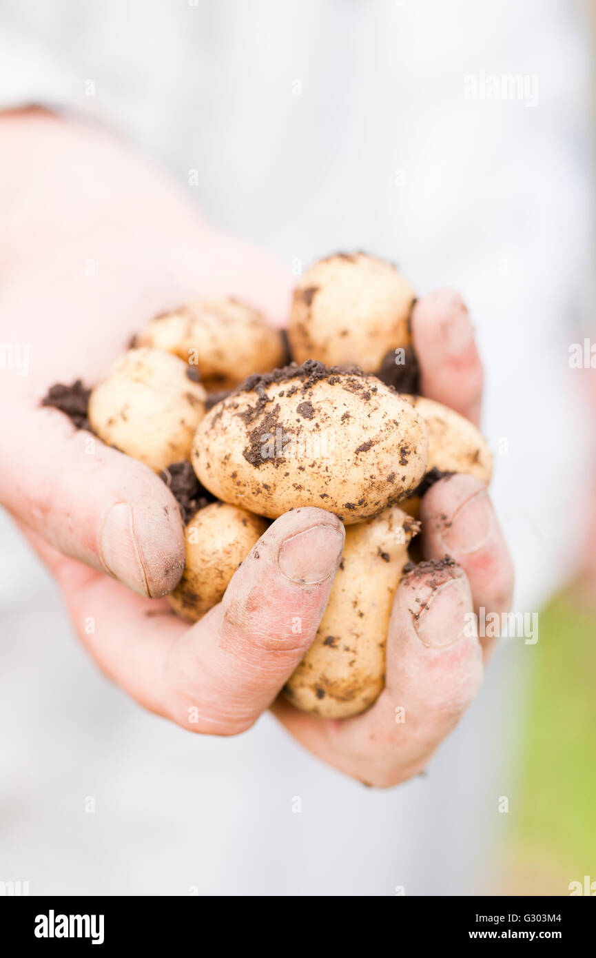 Hand holding organically grown earthy potatoes Stock Photo Alamy