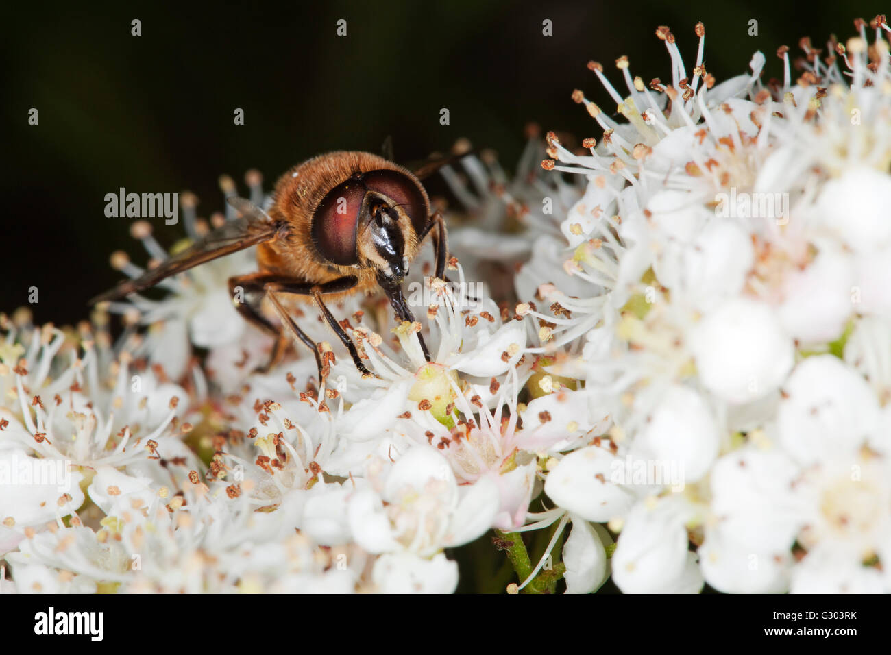Drone fly (Eristalis tenax), collecting nectar, with proboscis in view Stock Photo