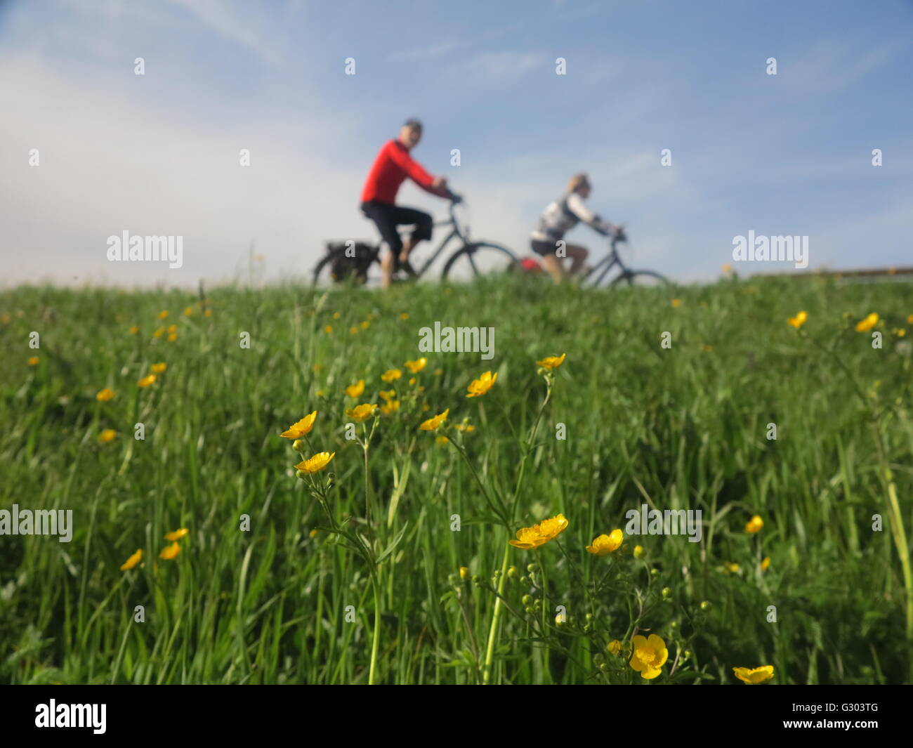 Cyclists on a spring meadow near Lake Constance, Fussach, Vorarlberg, Austria, Europe Stock Photo