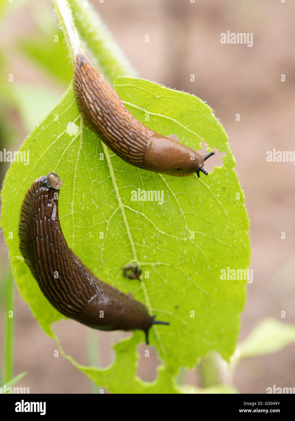Spanish slugs arion vulgaris eating hires stock photography and images