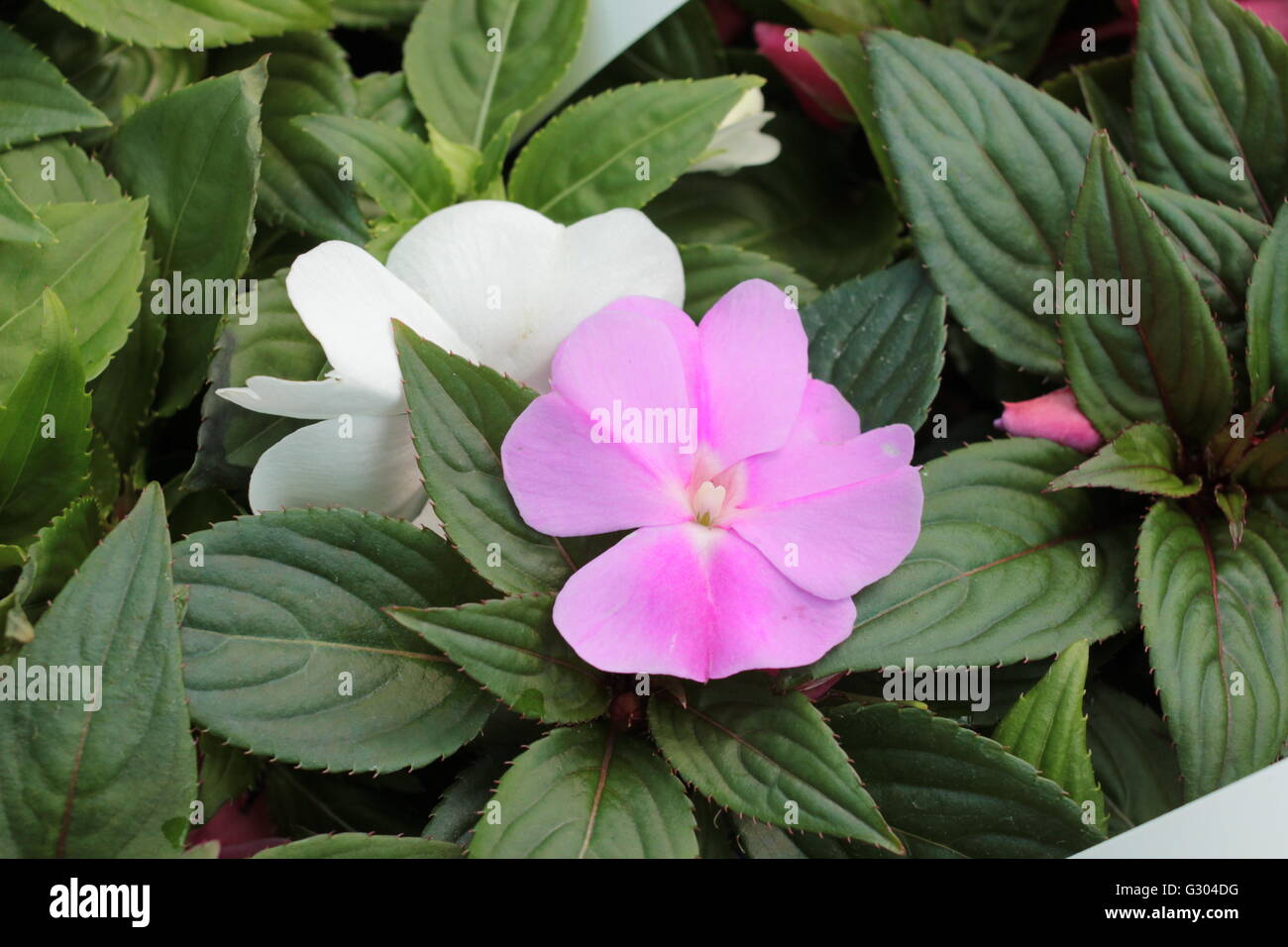 Pink and White New Guinea Impatiens Stock Photo Alamy