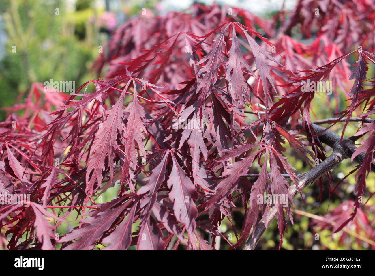 Japanese red leaf maple Stock Photo - Alamy