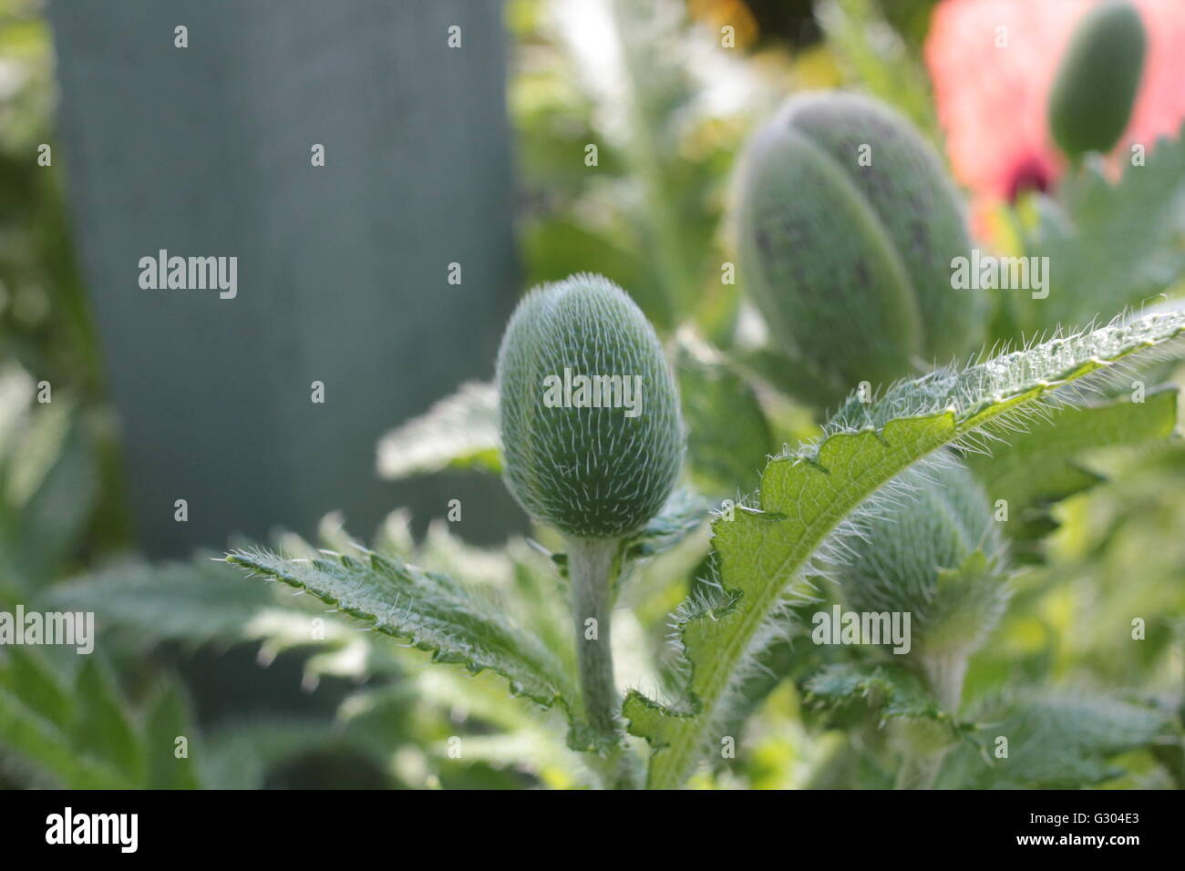 Poppy 'Pizzicato' Oriental Poppy Plant - Hardy Perennial With Large Mixed Colour Blooms (9cm Pot)