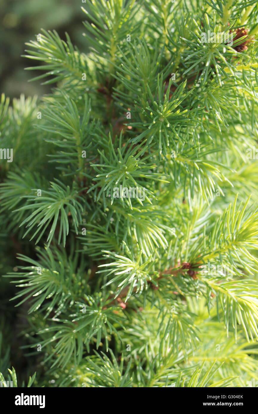 Picea Glauca Conica ornament bush Stock Photo