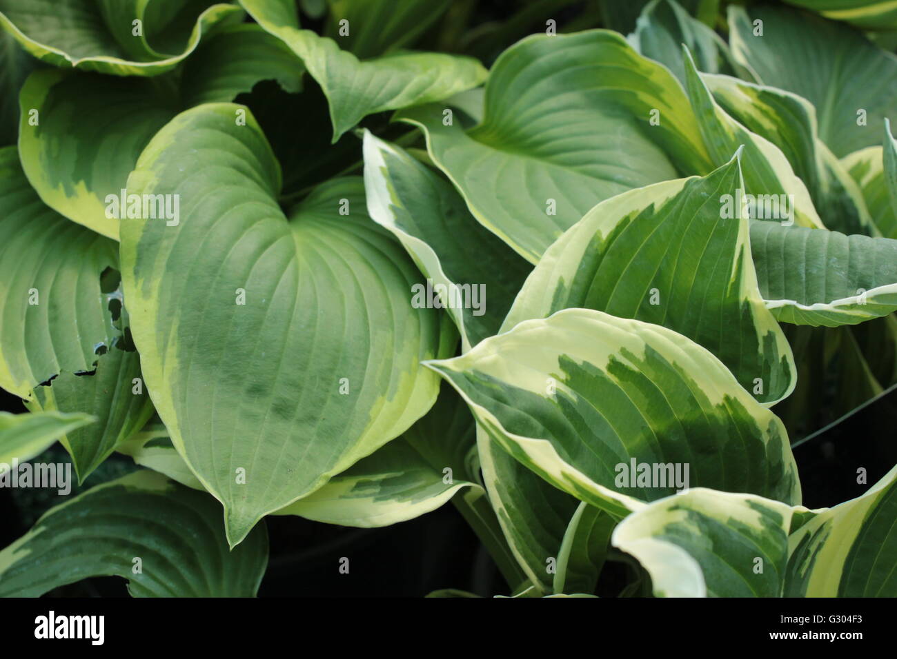 Variegated green Hosta Patriot plant Stock Photo
