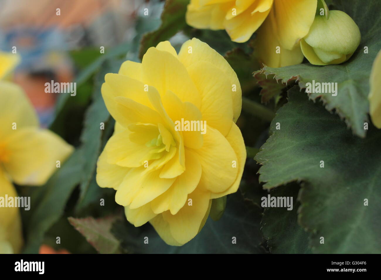 Large yellow Begonia bloom Stock Photo Alamy