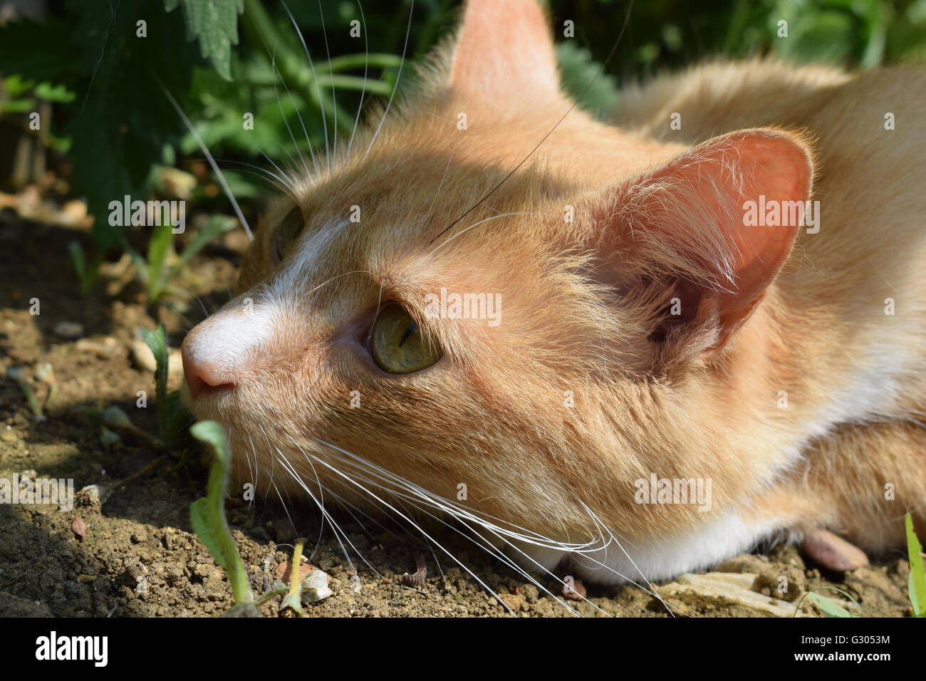 Ginger cat in woods hi-res stock photography and images - Alamy