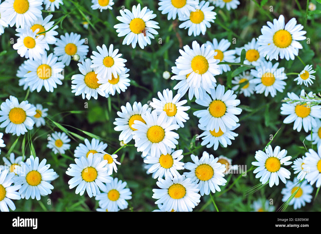 Daisies Stock Photo