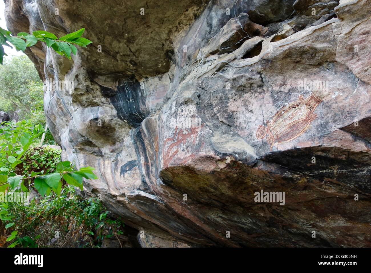 A cheeky mullet fish at Big Bill's Shelter, named after Big Bill Neidjie, at Kakadu National Park, Northern Territory, Australia Stock Photo