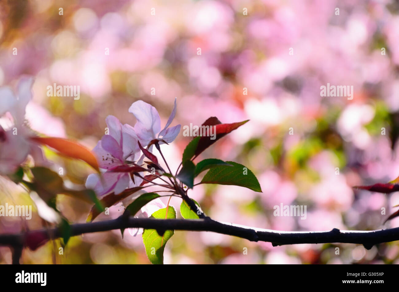 Branch with Cherry Blossoms in Spring against a Bokeh Background Stock ...