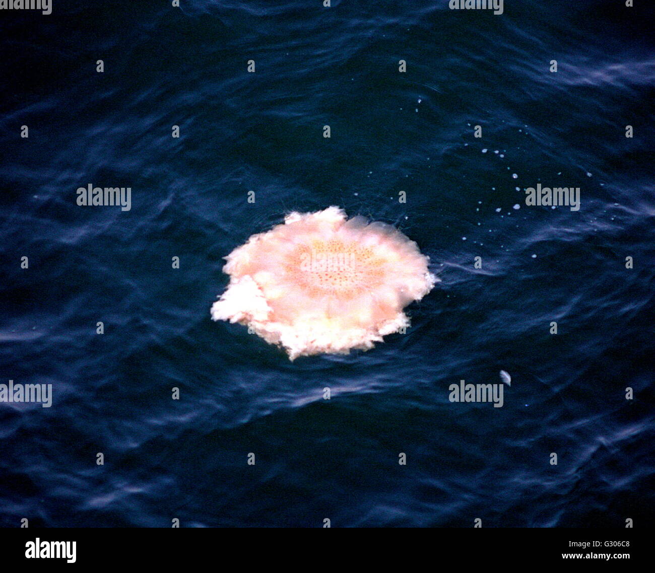 AJAXNETPHOTO. OMAN - GIANT MUSHROOM JELLYFISH OFF THE COAST NEAR KHALF-AL-MASIRAH. PHOTO:JONATHAN EASTLAND/AJAX REF:CDSS02/41-80-SHEET39 Stock Photo