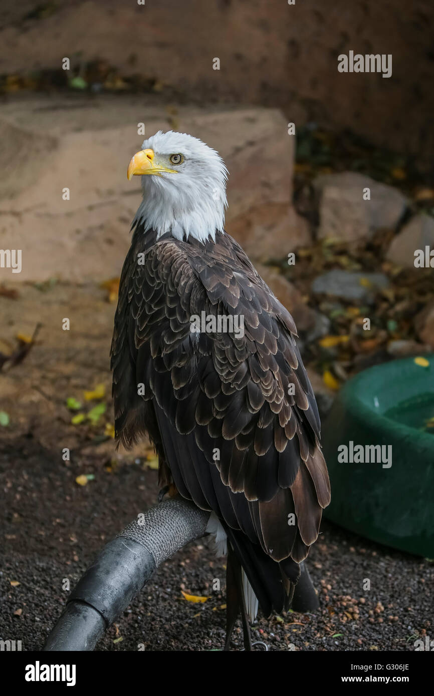 Bald Eagle - Haliaeetus leucocephalus Stock Photo - Alamy