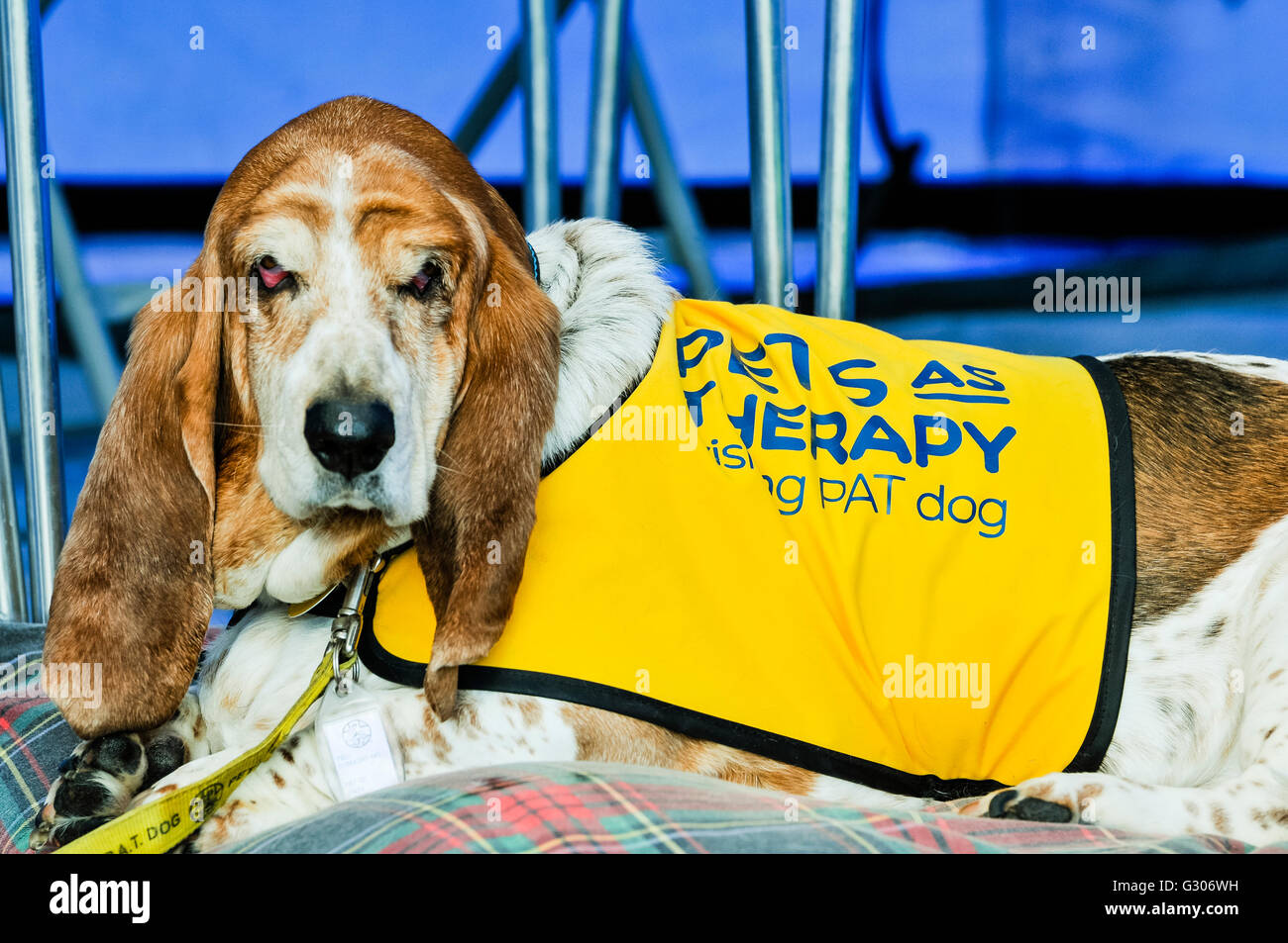 An old Bassett Hound wears a yellow tabard saying from the charity Pets as Therapy. Stock Photo