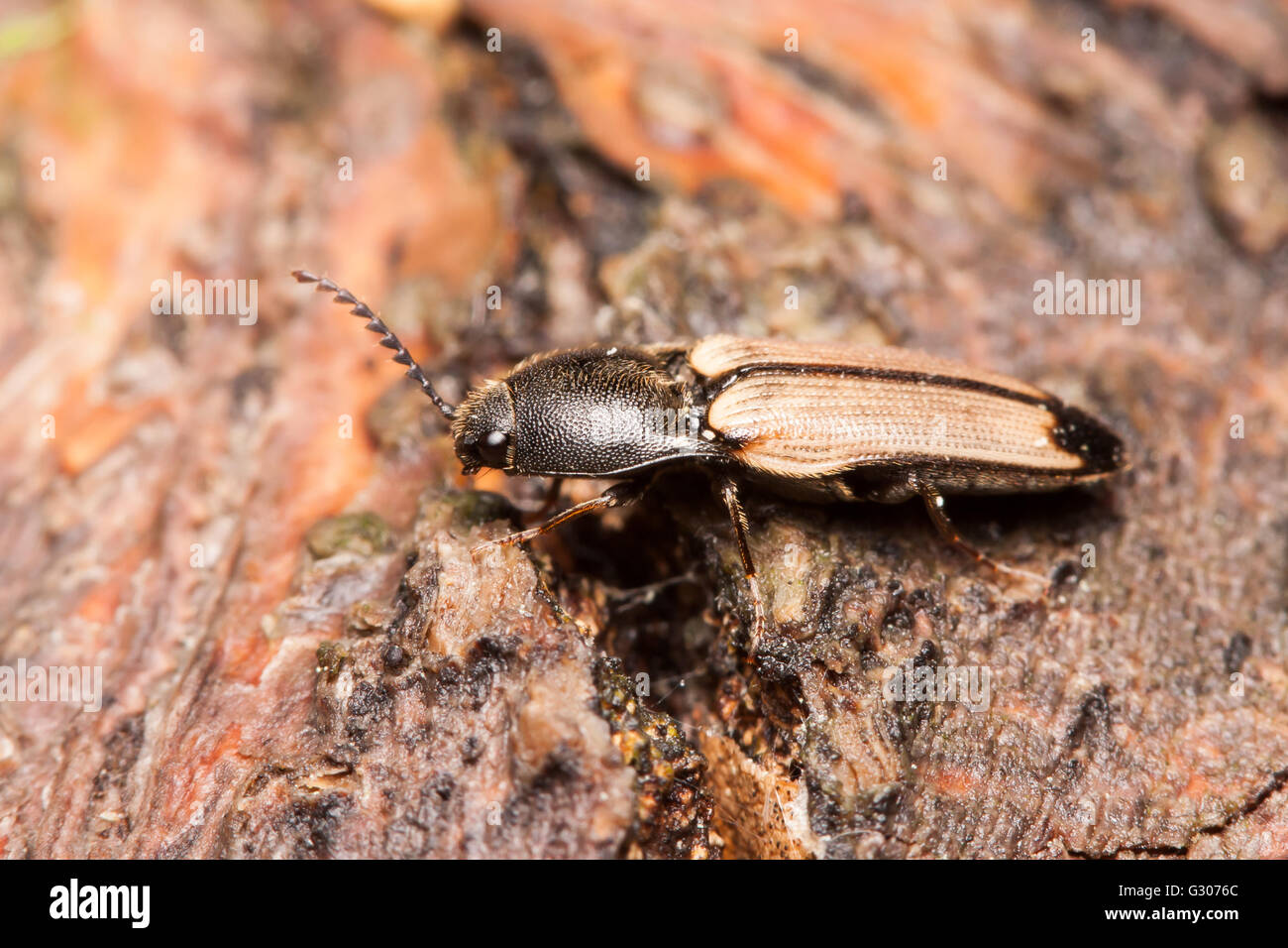 A Click Beetle (Ampedus linteus) perches on a dead tree trunk on the forest floor. Stock Photo