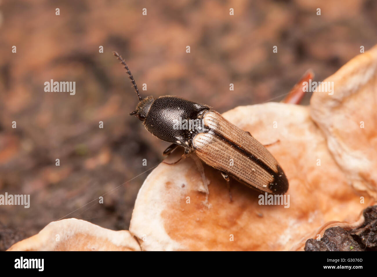 A Click Beetle (Ampedus linteus) perches on a dead tree trunk on the forest floor. Stock Photo