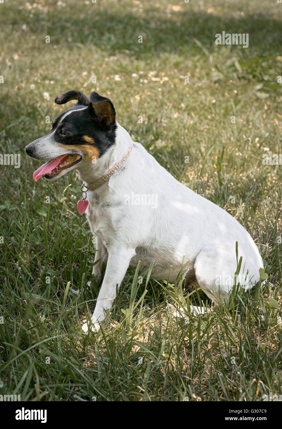 Rat Terrier dog in grass with tongue hanging out in hot summer weather. Stock Photo